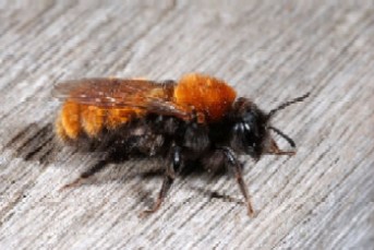 Andrena fulva