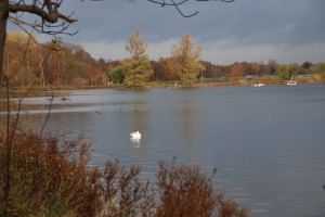 I Damhussøen holder mange forskellige svømmefugle til. Blandt andet svaner. Foto: DN