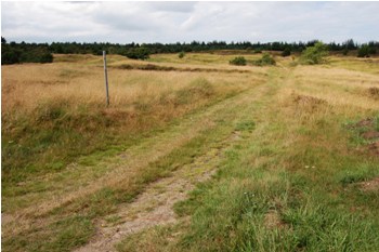 Andebjerg Hede ved Tingskov