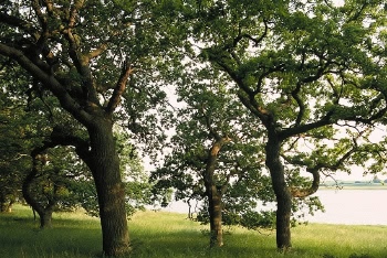 Bognæs fredningen