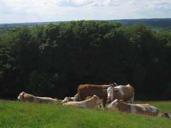 Brændholt Bjerg