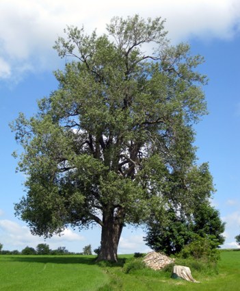 Piletræ ved Haarby