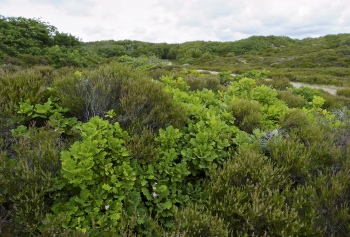 Kærgård Klitplantage og Fiil Sø