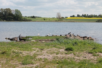 Magasinbroen ved Vellerup Vig