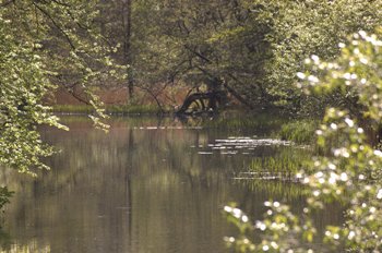 Mølleåen – fra Lyngby til Strandmøllen