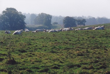 Særløse og Skov-Hastrup Overdrev