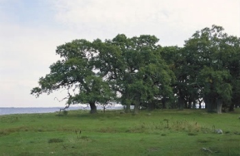 Skejten og Lilleø