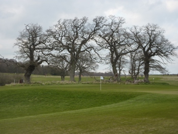 Gamle ege på Skovbo Golf